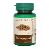 Pharyngoplant, 60 Tabletten, Dacia Plant