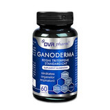 Ganoderma Reishi Triterpense Standardisiert, 60 Kapseln, DVR Pharm