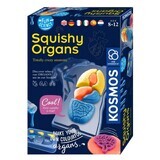 Stem Organ Squichy Educational Set, +8 years, Kosmos