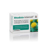 Rhodiola-Intercell Rhodiola rosea Extrakt 60 Kapseln INTERCELL