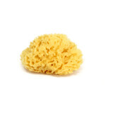 Natural sea sponge no. 12, +0 months, Bellini