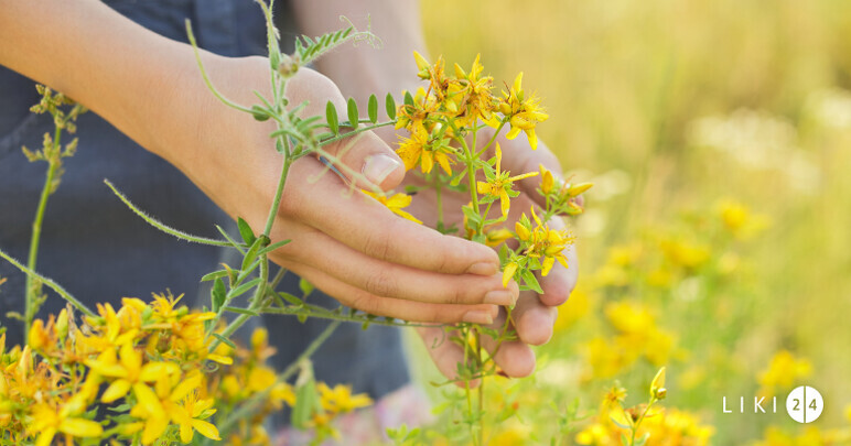 Ragweed-Allergie: Symptome, Behandlung, Medikamente