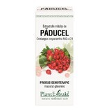 Extract din mlădițe de Păducel, 50 ml, Plant Extrakt