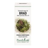 Auszug aus Brad-Knospen, 50 ml, Pflanzenextrakt