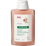 KLORANE SHAMPOOING à la pivoine biologique 1×200ml, shampooing pour cuir chevelu sensible et irrité