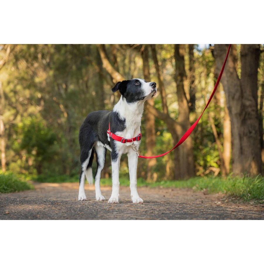 Arnés para perro Red Dingo 50-70 cm Rojo M