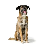 Collier pour Chien Hunter MALIA Vert 12 40-49 cm
