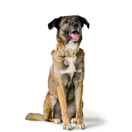 Collier pour Chien Hunter MALIA Vert 12 40-49 cm