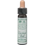 Ainsworths Bourgeon de Châtaignier Essence Florale Gouttes 10ml