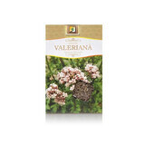 Baldriantee, 50 g, Stef Mar Valcea