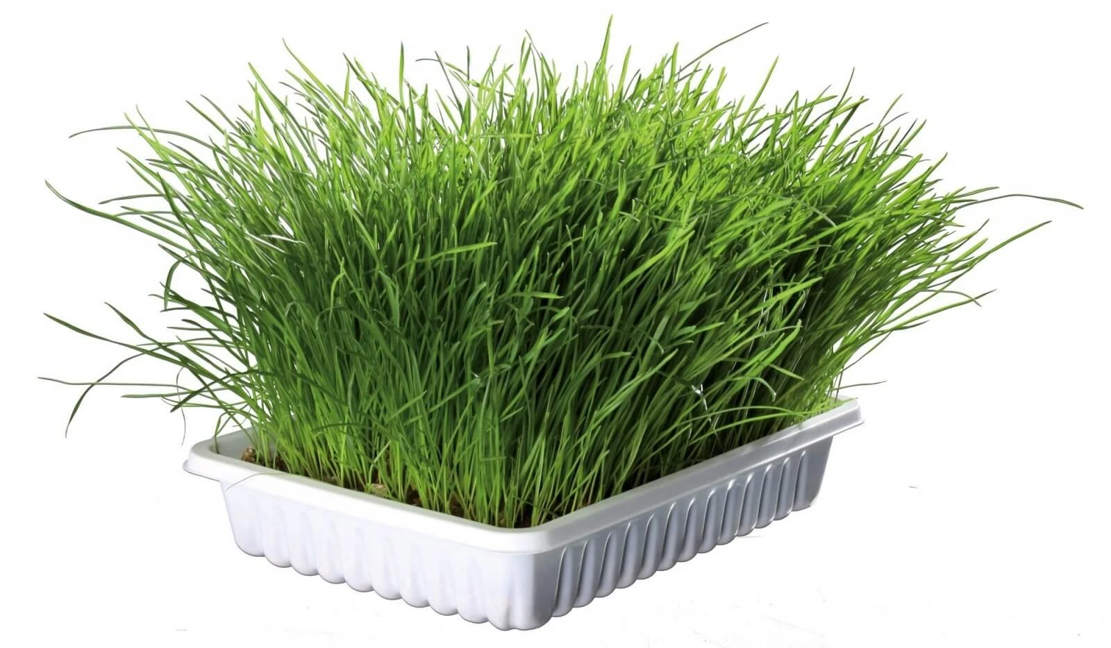 Trixie, Kunststoffschale mit Grassamen, 100g