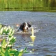 TRIXIE, MOT-Aqua, drijvend apporteerspeeltje voor honden, polyurethaan, 29cm, geel