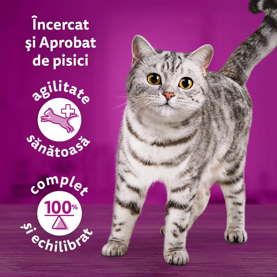 WHISKAS Tasty Mix Chef's Choice, saumon, bœuf, poulet et volaille, poulet et dinde, poulet et morue, sachet de nourriture humide pour chats, (en sauce), multipack, 85g x 12