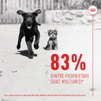 ROYAL CANIN Immunity & Digestion Chews Puppy Supplements, sachet de récompenses fonctionnelles pour chiens juniors, système immunitaire, système digestif, 100g