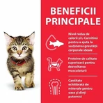 Hill's SP Feline Kitten Pui, 3 Kg