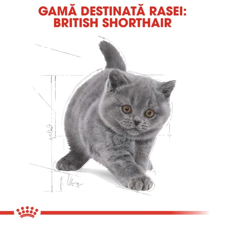 ROYAL CANIN British Shorthair Kitten, hrană uscată pisici junior, 2kg