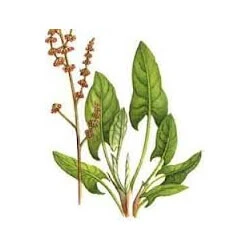 Rumice Root Cutting Kräutertee (Lapatium) 10