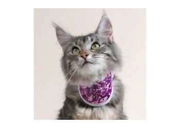 BT HALS KATZE KLASSISCH BLAU