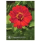 Zinnia Californian Essences 7,4ml