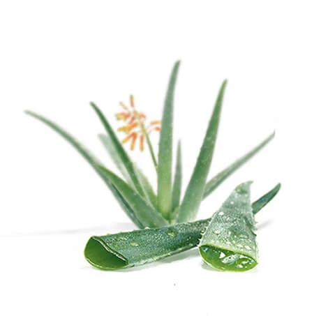 Aloe-Saft in Stücken kondensiert 100 g