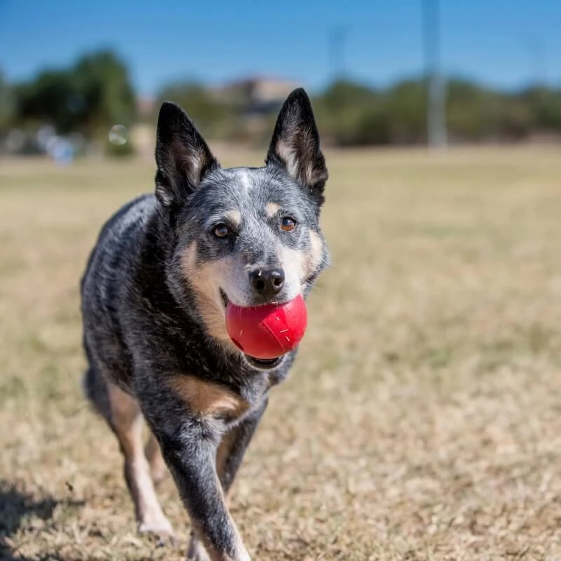 Kong Ball kleine Ballgröße - Hundespielzeug
