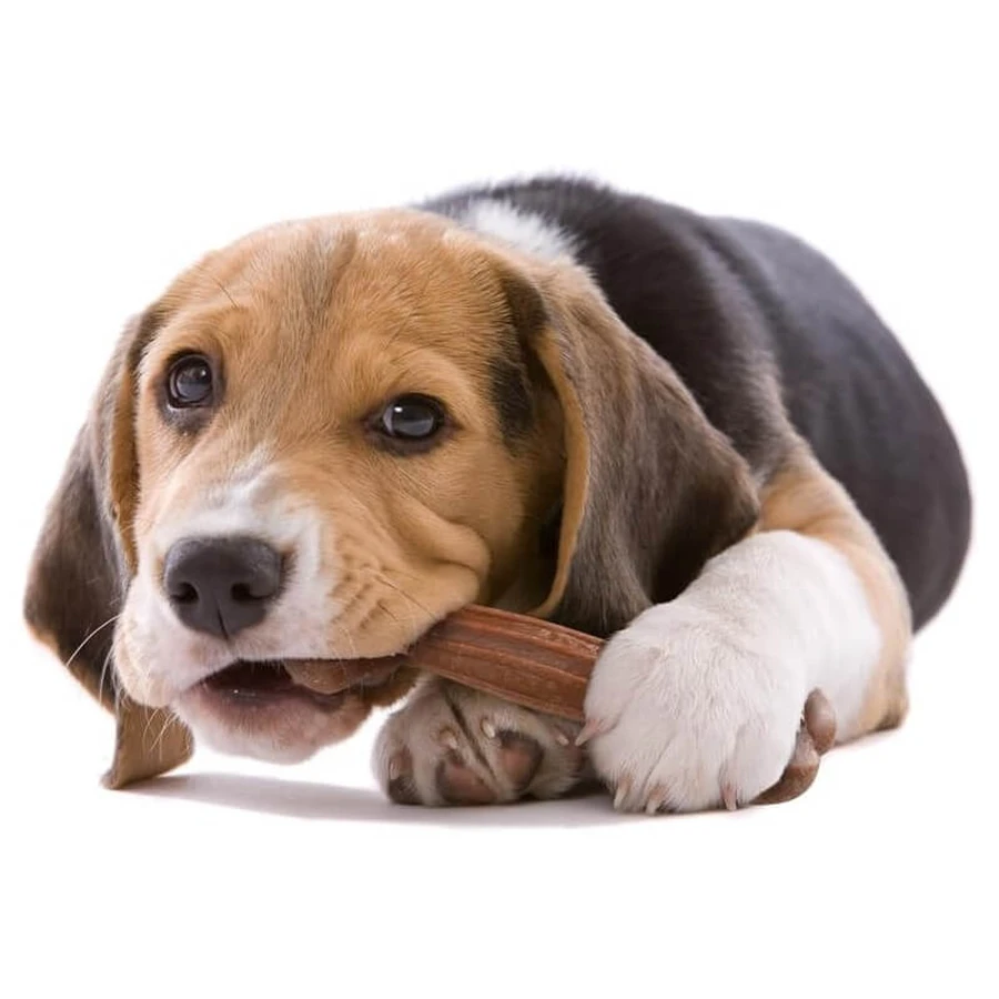Ferplast Goodbite natuurlijk kauwbot voor honden, maat XXL, rundvlees, 420 g