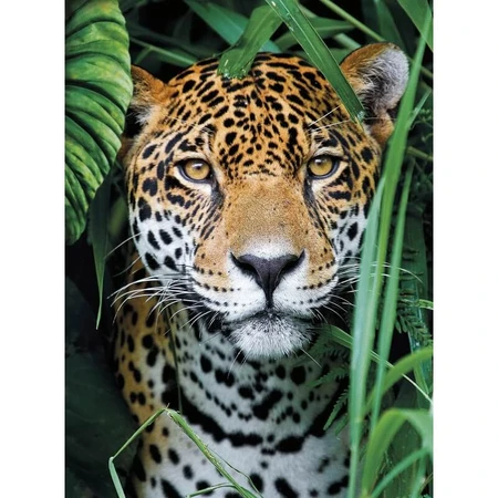 Clementoni Hqc Jaguar în junglă – puzzle de 500 de piese
