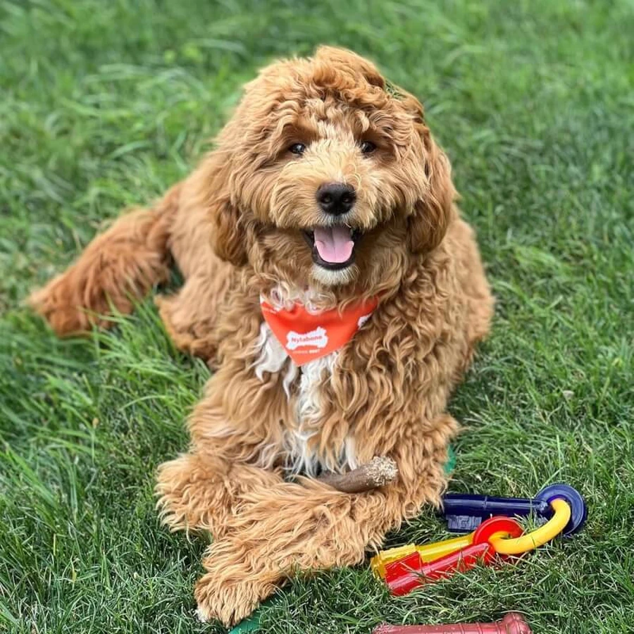 Nylabone Puppy teething keys – chei de ros pentru pui, pentru perioada de dentiție, cu aromă de șuncă, mărime medie
