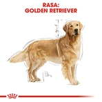 ROYAL CANIN Golden Retriever Adult, pienso seco para perros, 3 kg