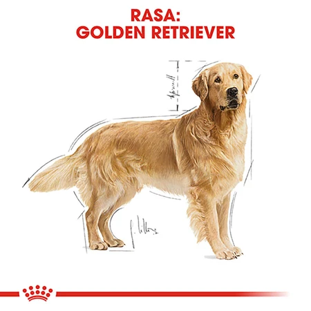 ROYAL CANIN Golden Retriever Adult, pienso seco para perros, 3 kg