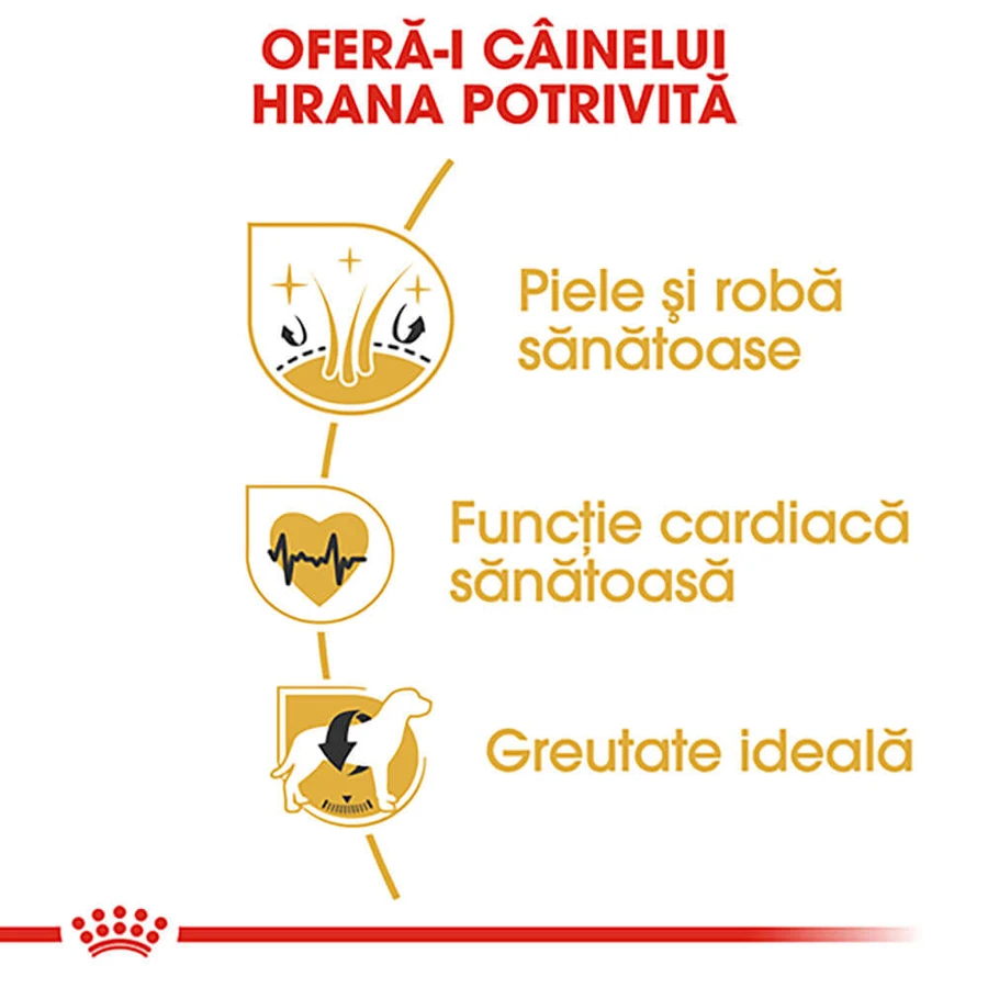 ROYAL CANIN Golden Retriever Adult, pienso seco para perros, 3 kg