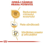 ROYAL CANIN Bulldog Adult, hrană uscată câini, 3kg