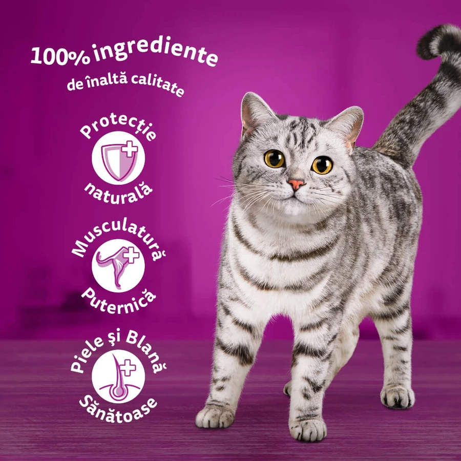 WHISKAS Selections, Ryby, Mokra karma dla kotów w saszetkach (w galaretce), zestaw, 85 g × 12: ceny i cechy