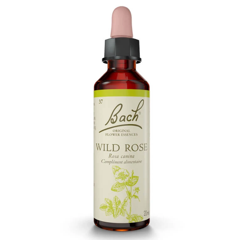 BACH-BLÜTEN-MITTEL: WILD ROSE Nr. 37